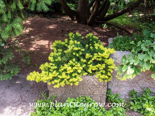 Golden Dwarf Japanese Yew (Taxus cuspidata Nana Aurescens)